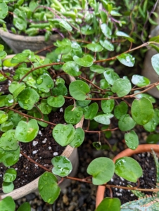 Muehlenbeckia axillaris, also known as creeping wire vine or sprawling wire vine, is a low evergreen shrub, forming wiry mats up to three-feet in diameter. It has thin, red-brown stems, with glossy squarish to roundish leaves.