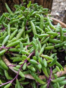 Senecio succulents are prized for their unique foliage which can look like chalk sticks, miniature bananas, and even pearls. These plants are known for their adaptability and can be trailing, spreading ground covers, or large shrubby plants.
