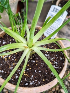 Albuca spiralis, commonly called the corkscrew albuca or frizzle sizzle, is a species of flowering plant in the family Asparagaceae, native to South Africa. It is a bulb succulent that can grow up to eight-inches tall. This is the base...