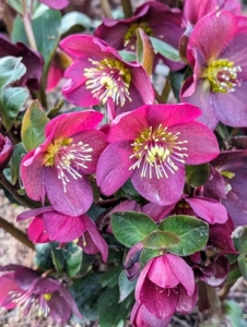 Hellebores are among the earliest perennial flowers to bloom. They are members of the Eurasian genus Helleborus – about 20 species of evergreen perennial flowering plants in the family Ranunculaceae. They blossom during late winter and early spring for up to three months.