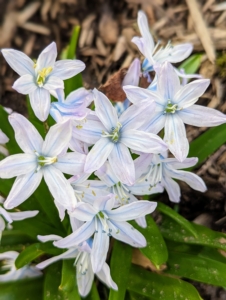 Each Puschkinia plant produces a single flower stalk covered in a cluster of small bluish white flowers. The flowers feature delicate blue stripes down each petal and a pleasant light fragrance.