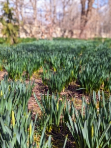 ... And just wait, there are so many more to come. Look at the foliage – so green and plentiful. I cannot wait to share photos of the swaths of daffodil flowers blooming along the border that stretches down one side of my farm.