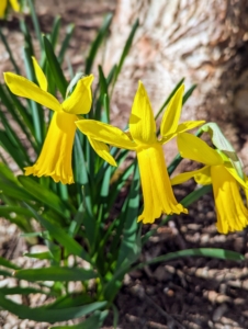 More and more daffodils are opening every day. I plant early, mid and late-season blooming varieties so that sections of beautiful flowers can be seen throughout the season. Here are three perfect daffodil blooms...