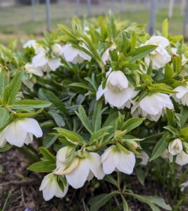 Hellebores can reach up to 36-inches in height and width, so when planting, be sure to position hellebores in protected areas away from winter winds.