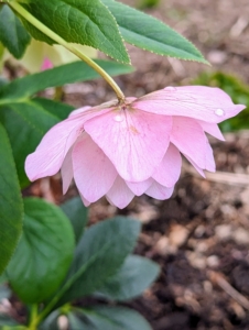 The natural downward facing growth pattern helps protect the blooms from rain, since water sheds well off the sepal backsides.