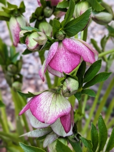 This hellebore has dark magenta and light green-white blooms with heavy veining.