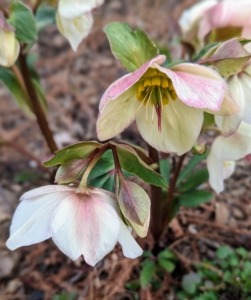 I have many hellebores planted around my farm - under allées, in the gardens across from my pergola, and in various beds near my Winter House. Hellebores prefer partial to full shade during the warmer months but require more sunlight in winter. They do best underneath deciduous trees where they are shaded by foliage in summer but are exposed to full sun after the trees have dropped their leaves in fall.