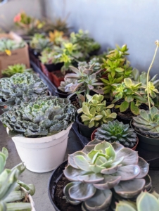 The aloe plants are among this group of specimens I am adding to the greenhouse. Succulents grow in so many different and interesting formations. I often bring succulents into my home when I entertain – guests love seeing and learning about the different varieties.