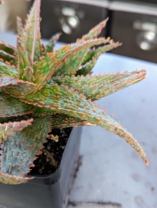 Aloe 'Marmalade' is a striking aloe with star-shaped blue-green rosettes. The leaves are covered in orange bumps and lined with small jagged teeth that tend to be flat with a slight downward arch.