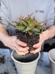 This is Aloe 'Marmalade', also known as Aloe 'Orange Marmalade.' Before placing it into its new container, Ryan loosens the root ball with his hands just a bit to stimulate new root growth.