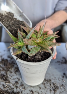 And then places the plant in and adds any additional soil needed. Don't worry about giving aloe a lot of space - this plant thrives in snug conditions.