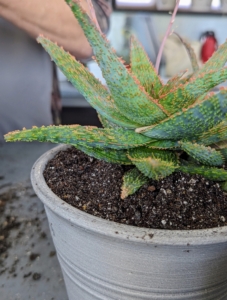This is a well-potted plant. Aloe vera can grow indoors and outdoors. Outside, this plant thrives best in USDA plant hardiness zones 9, 10, or 11.