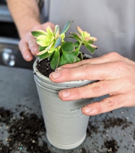 In general, succulents require little water to survive – these potted plants will be watered about once a week. They need time to store the water in their leaves and for the soil to dry out between waterings.