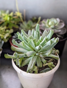 Echeveria is a large genus of flowering plants in the stonecrop family Crassulaceae, native to semi-desert areas of Central America, Mexico and northwestern South America. They are among the most popular succulents because of their delightful rosettes and interesting water-storing leaves.