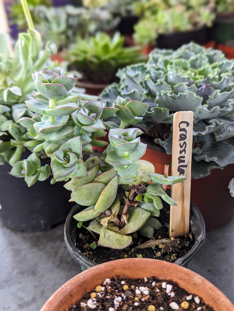 Potting Aloe Vera and Other Succulents - The Martha Stewart Blog