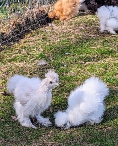 All the young chickens love being outside. They are now almost eight weeks old. Here are two white Silkies foraging. When determining their sex, female Silkies will keep their bodies more horizontally positioned, while males will stand more upright, keeping their chests forward and their necks elongated. Males will also hold their tail more upright, where females will keep it horizontal or slightly dipped toward the ground.