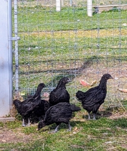 Here is a group of Ayam Cemanis. While all the birds get along fine, "birds of a feather flock together." Ayam means “chicken” in Indonesian. Cemani refers to the village on the island of Java where this breed originated. The breed was first described by Dutch colonial settlers and imported to Europe in 1998 by poultry breeder Jan Steverink. The roosters weigh about five pounds full grown, while the hens are about a pound less.