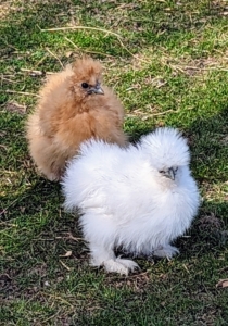 Because the Silkie’s feathers lack functioning barbicels, similar to down on other birds, they are unable to fly, but they can stretch and flap their wings.