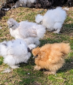 Silkies are quite adaptable and playful, and even peck each other lightly to encourage playful interaction.