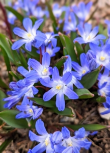 Chionodoxa spread in two different ways. Over time, "daughter" bulbs form alongside the original bulbs, but the blossoms also produce seeds.