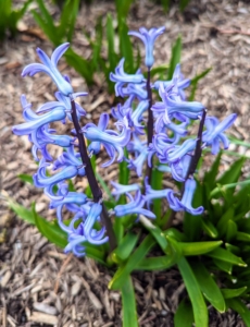 This is a hyacinth. Hyacinths are native to Turkey, Syria and Lebanon and come in shades of blue, purple, white, pink, or apricot. Do not confuse them with grape hyacinth, Muscari, which are smaller, hardier, and native to Europe and Asia. While they're not directly related, the plants have similar features and care needs.