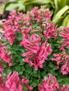 Corydalis has bright, colorful flowers above mounds of delicate foliage. Of the 400 or so species of corydalis with differing colors, these are dark pink flowers growing outside my studio.