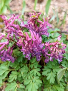 Corydalis also comes in this pink-purple color. It is native to the woodland areas of North America, so it grows best in sun-dappled shade and moist, well-drained soil.