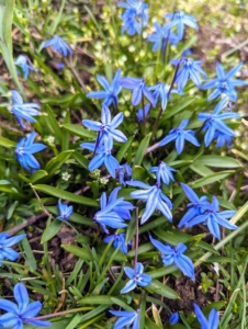 These darker blue flowers are Siberian squill. Native to southwestern Russia, the Caucasus, and Turkey, these plants grow to about four to eight inches tall and spread out and bloom profusely this time of year.