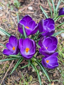 These dark purple croci are growing outside my Basket House. They look great planted in bunches. Choose a planting site where there is well-draining soil.