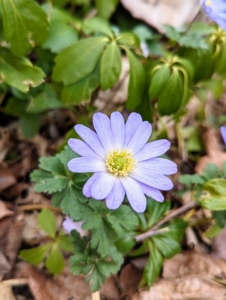 The "wildflower" Anemone produces pretty low-growing periwinkle blooms in early- to mid-spring. I have these daisy-like flowers growing behind my Winter House courtyard under a tall hornbeam hedge.