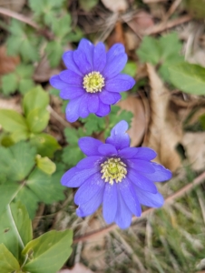 These Anemones are darker purple in color. Anemones are easy to grow and unappealing to most animals, including deer, rabbits, and rodents.