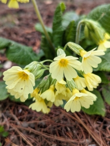 Here is a primrose, with its dark green leaves and umbrels of colorful bright yellow flowers. Primroses thrive in partial shade.
