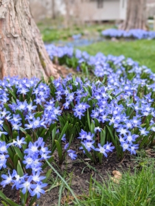 Chionodoxa, known as glory-of-the-snow, is a small genus of bulbous perennial flowering plants in the family Asparagaceae, subfamily Scilloideae, often included in Scilla. Planted beneath trees or directly in the lawn, they multiply quickly and appear in early spring.