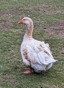 Geese also have impressive visual capabilities. The way their eyes are structured allows them to see things in much finer detail at a further distance than humans. They can also see UV light and can control each of their eyes independently.