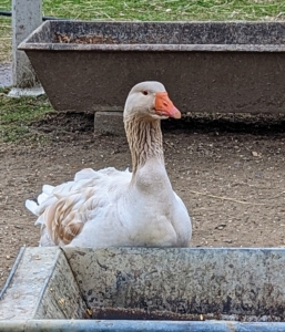 In addition, I fortify their diet with a feed mix specifically made for waterfowl. And I always give them lots of vegetables from my gardens. They pick at them during the day. This goose is hoping some fresh greens will soon be placed into this trough.