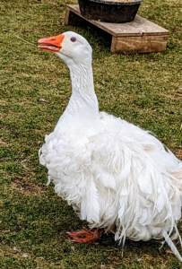 Most domestic geese also have larger back ends than their wild counterparts and stand more upright.