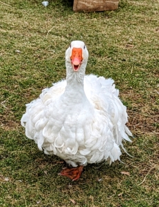 The Sebastopol is considered a medium-sized bird. Both males and females have pure white feathers that contrast with their bright blue eyes and orange bills and feet. Sebastopol geese have large, rounded heads, slightly arched necks, and keelless breasts.