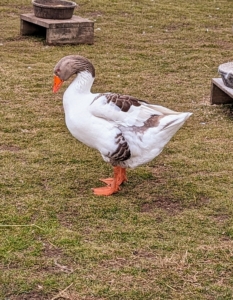 Domestic geese have plump bodies, slender necks, and humped bills that taper at the end of the mouth. Some geese have rounder heads than others.