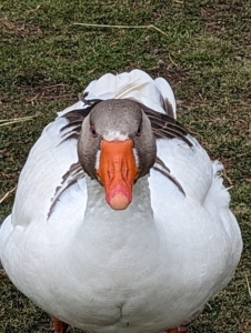 Everyone stops to greet the geese when they visit the farm. With their loud honks, barks, and cackles, it's hard to pass them by. Here's one coming right up to the entrance to say hello.