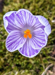 Many of the crocuses are also still blooming beautifully. This crocus flower produces several upright, cup-like, purple and white striped blooms on stems rising to four to six inches above basal, grass-like leaves.
