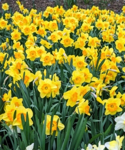 I take stock of my daffodils every year to see what is growing well and what is not, so I can learn what to remove, where to add more, and what to plant next.