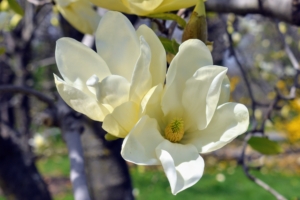 Though it depends on the weather conditions, Magnolia flowers can last about two to three weeks, before falling.