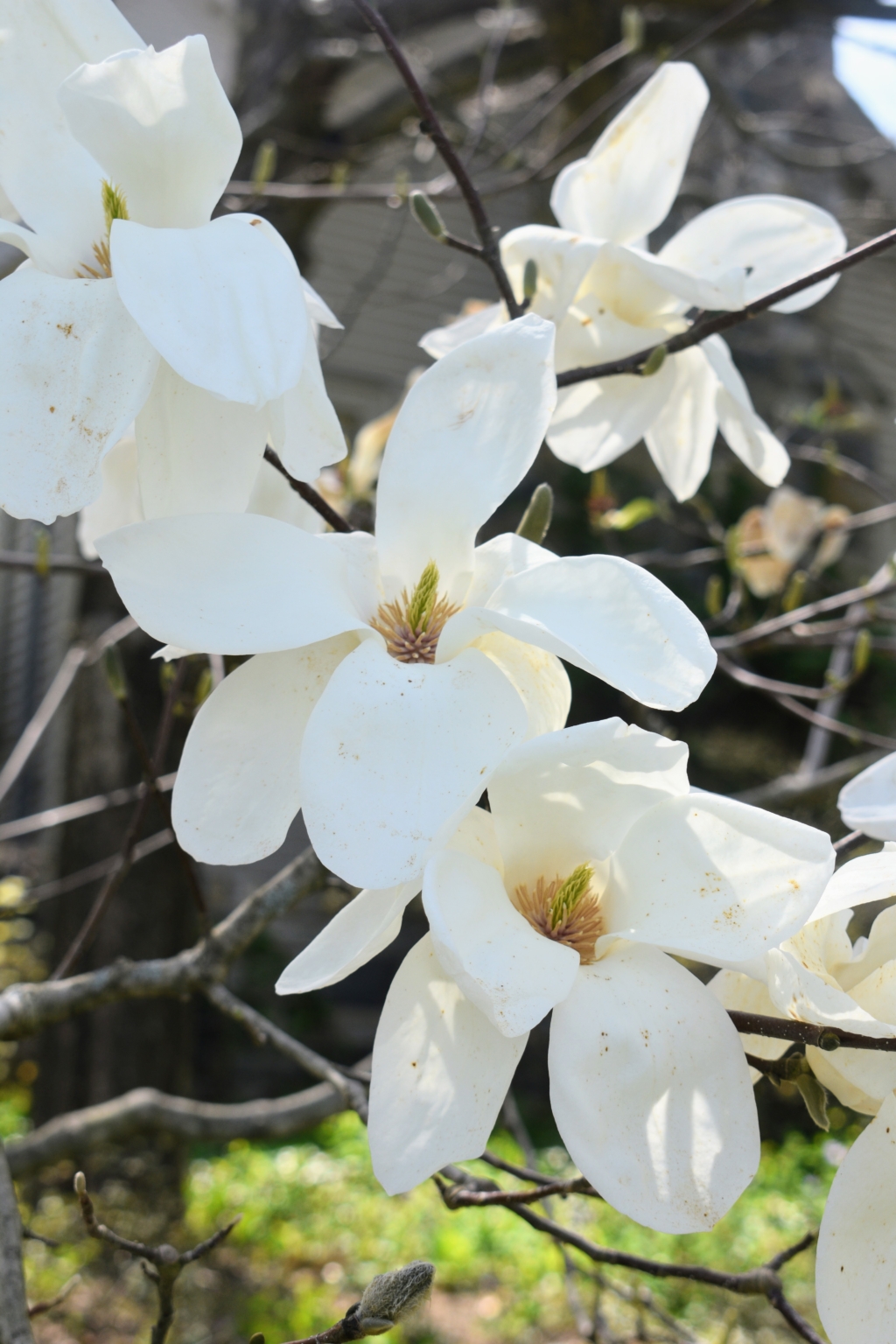 Planting Magnolia Trees - The Martha Stewart Blog