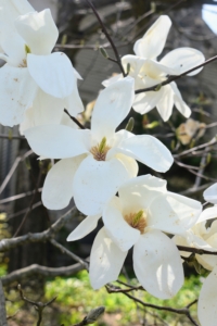 Magnolia is a large genus of about 210 flowering plant species in the subfamily Magnolioideae. It is named after French botanist Pierre Magnol. Magnolia blooms do not have true petals and sepals; instead, they have petal-like tepals.