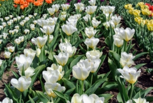 These are crisp, white tulips. Tulips have been hybridized in just about every color except blue. Most tulips have one flower per stem, but there are some multi-flowered varieties.