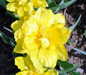 Here is a bright yellow tulip with double flowers.