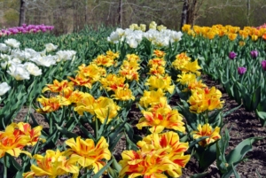 And look how stunning they are planted en masse. Most tulip plants range between six to 24 inches tall.
