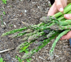 With room to grow, and a little patience to start, one can enjoy homegrown, delicious and nutritious asparagus for at least 15-years.
