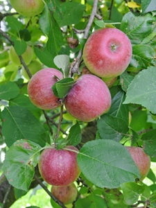 Apples come in all shades of red, green, and yellow. My fruit trees are extremely healthy, in part because of all the care and maintenance that is done to keep them doing well year to year.