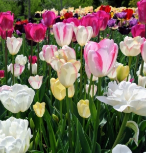 I have grown solid colored varieties as well as multi-colored types. Tulip bulbs should be planted in full sun to partial shade. Too much shade will diminish blooming in spring.